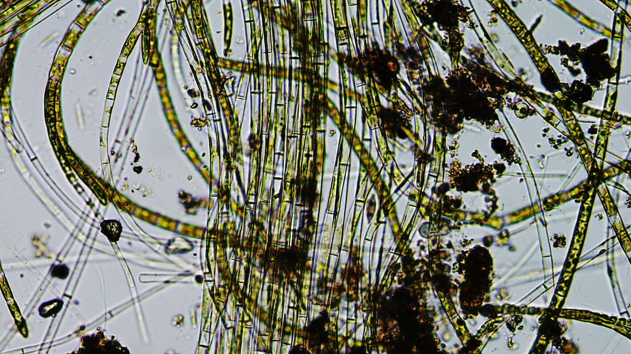 Image of Chaetophoraceae