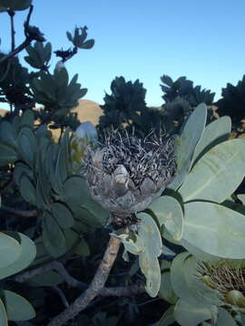 Image of Wagon tree