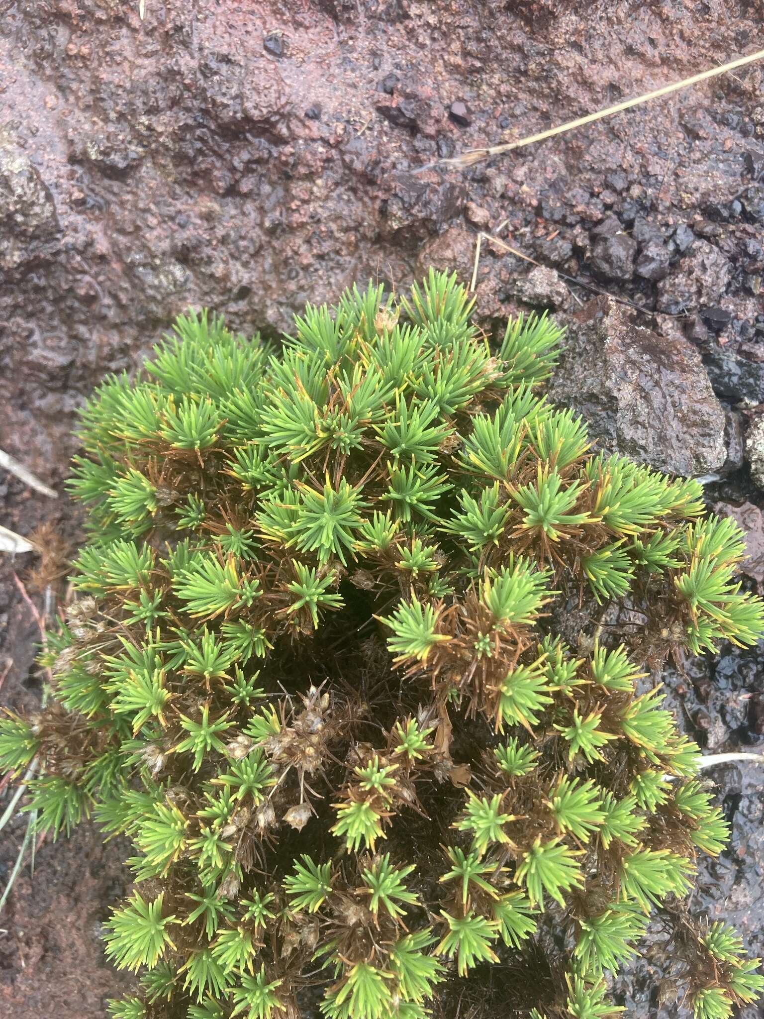 Plantago arborescens subsp. arborescens resmi