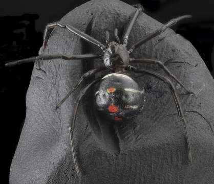 Image of Northern Black Widow