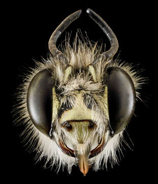 Image of Anthophora plumipes (Pallas 1772)