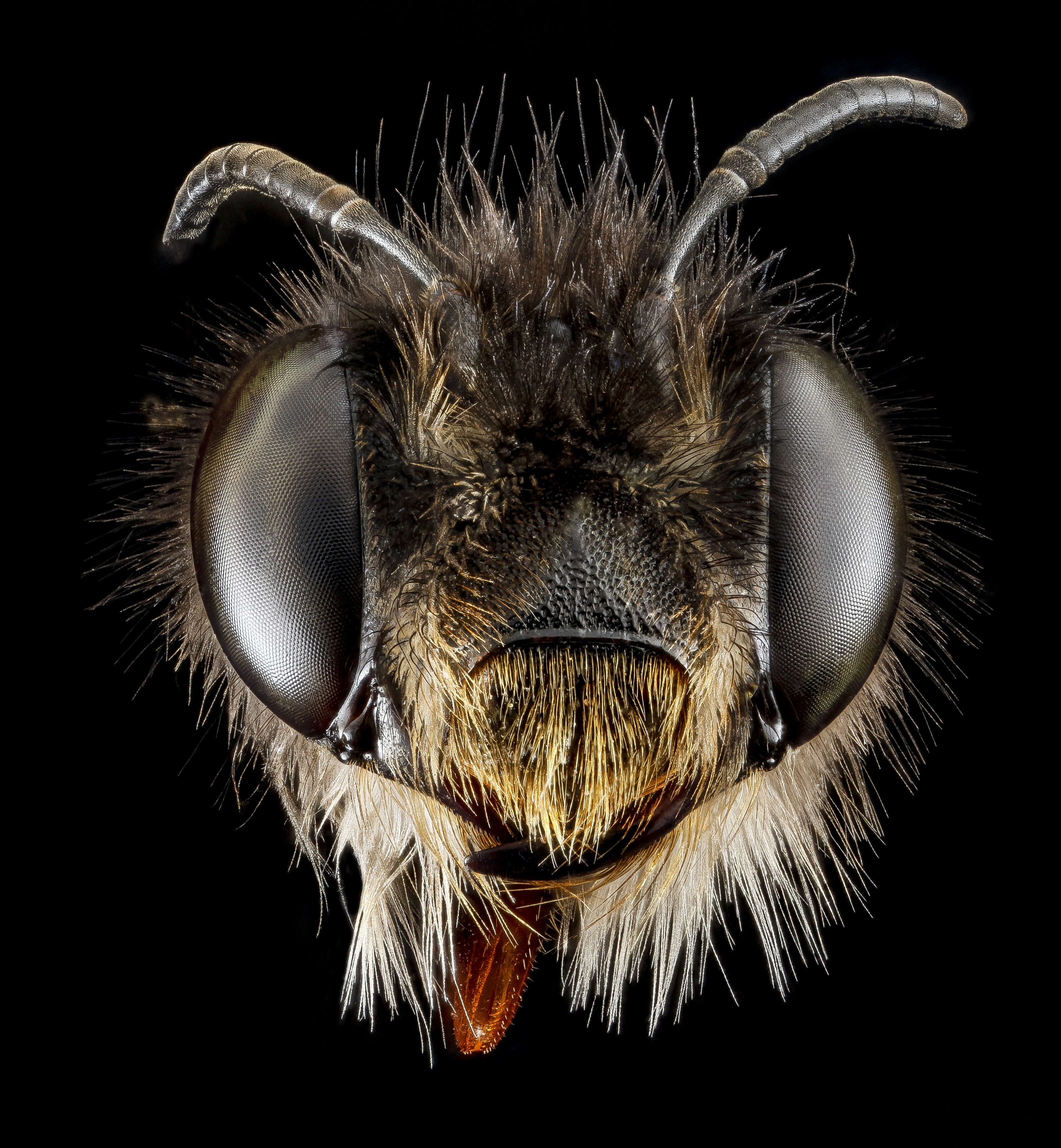 Image of Anthophora plumipes (Pallas 1772)