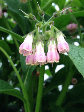 Image of boneset