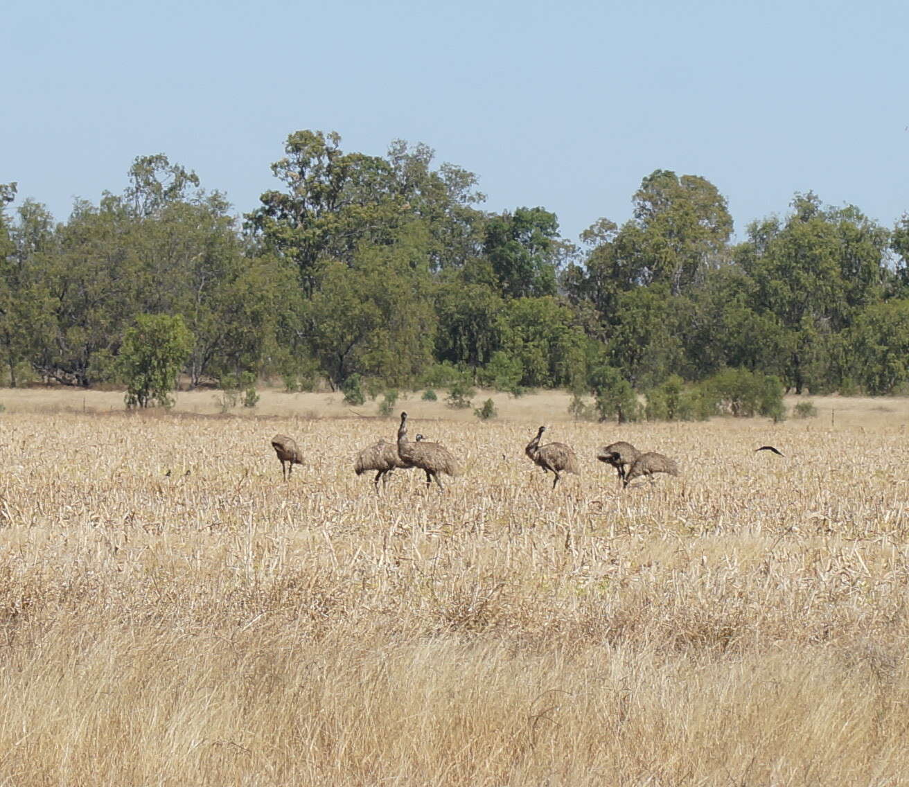 Image of cassowaries and relatives