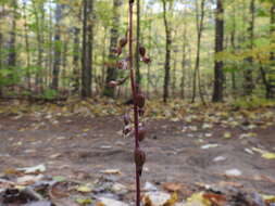 Слика од Corallorhiza odontorhiza var. pringlei (Greenm.) Freudenst.