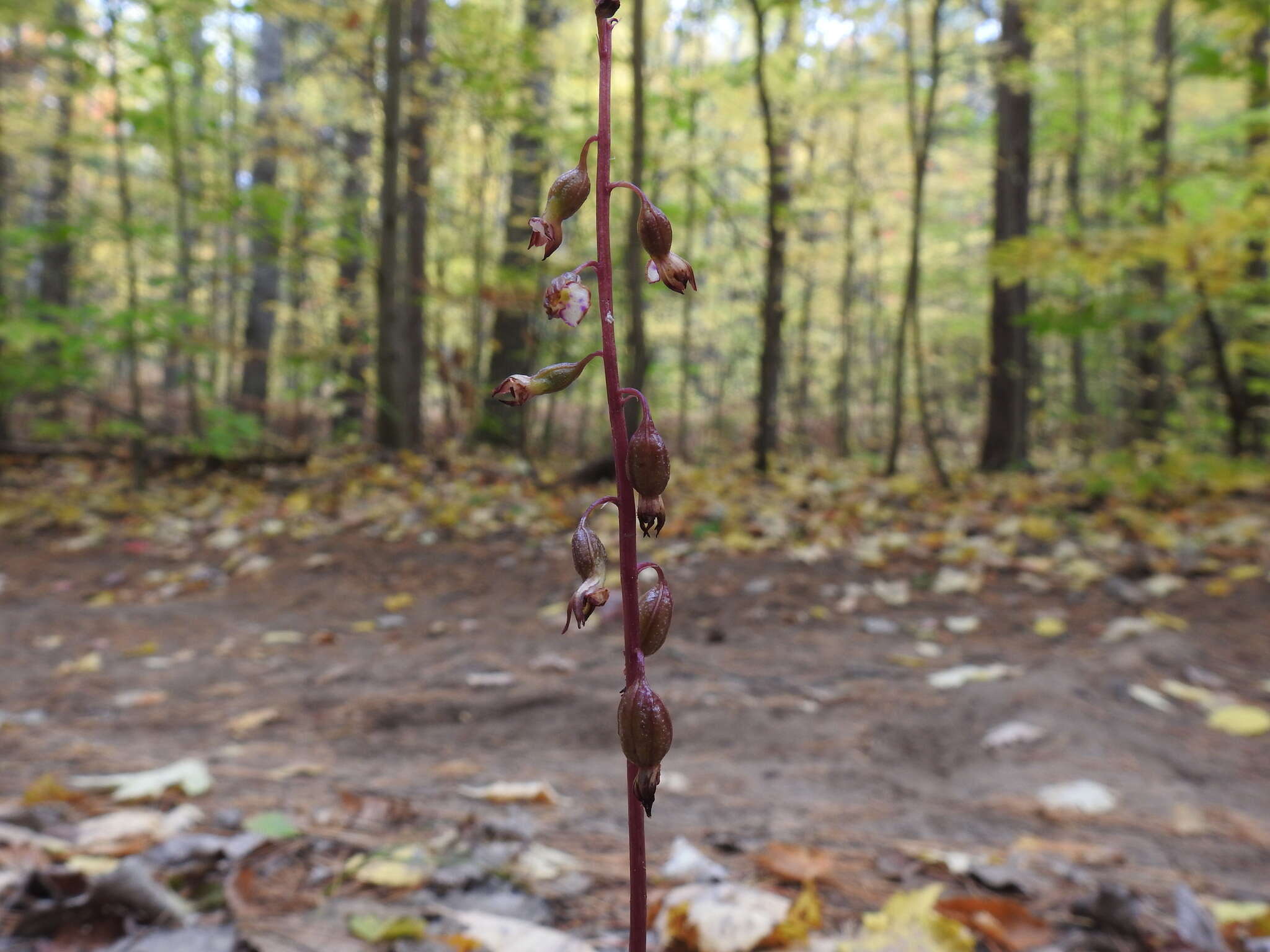 Image de Corallorhiza odontorhiza var. pringlei (Greenm.) Freudenst.