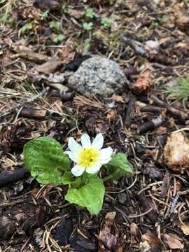 Image de <i>Caltha chionophila</i>