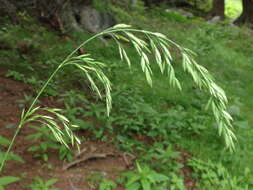 Image of broad-leaved meadow-grass