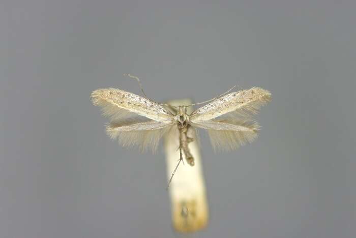 صورة Aspilapteryx tringipennella (Zeller 1839)