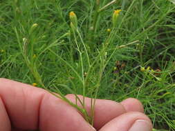 Image de Schkuhria pinnata (Lam.) O. Kuntze