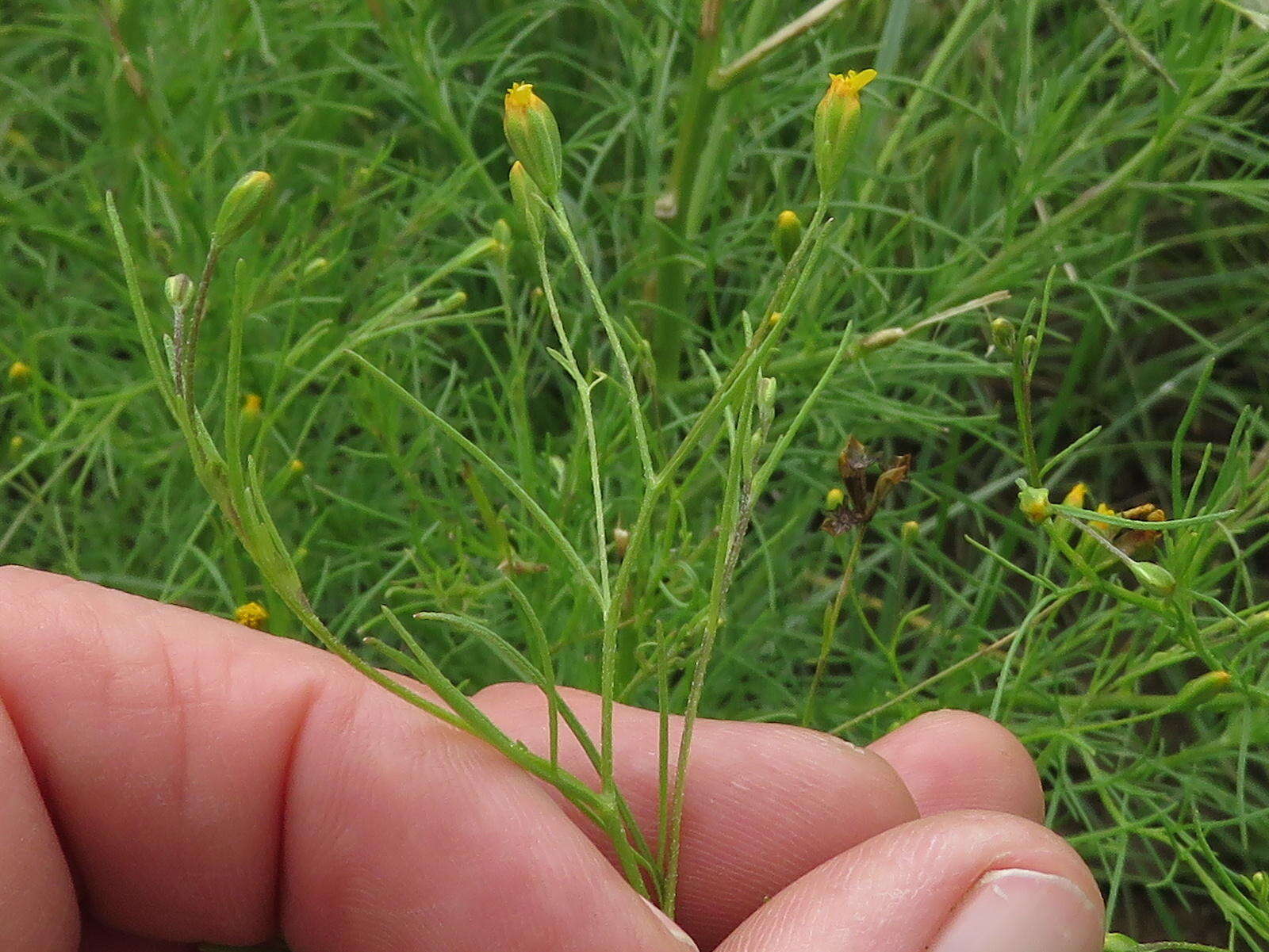 Image de Schkuhria pinnata (Lam.) O. Kuntze