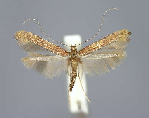 Слика од Caloptilia falconipennella (Hübner 1813)