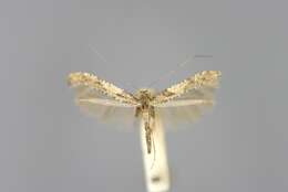 Слика од Caloptilia falconipennella (Hübner 1813)