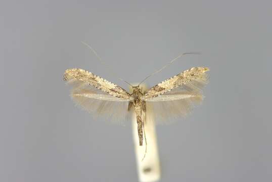 Image of Caloptilia falconipennella (Hübner 1813)