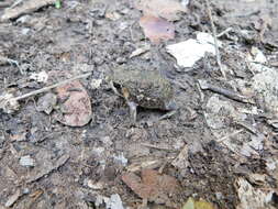 Image of Power’s Rain Frog