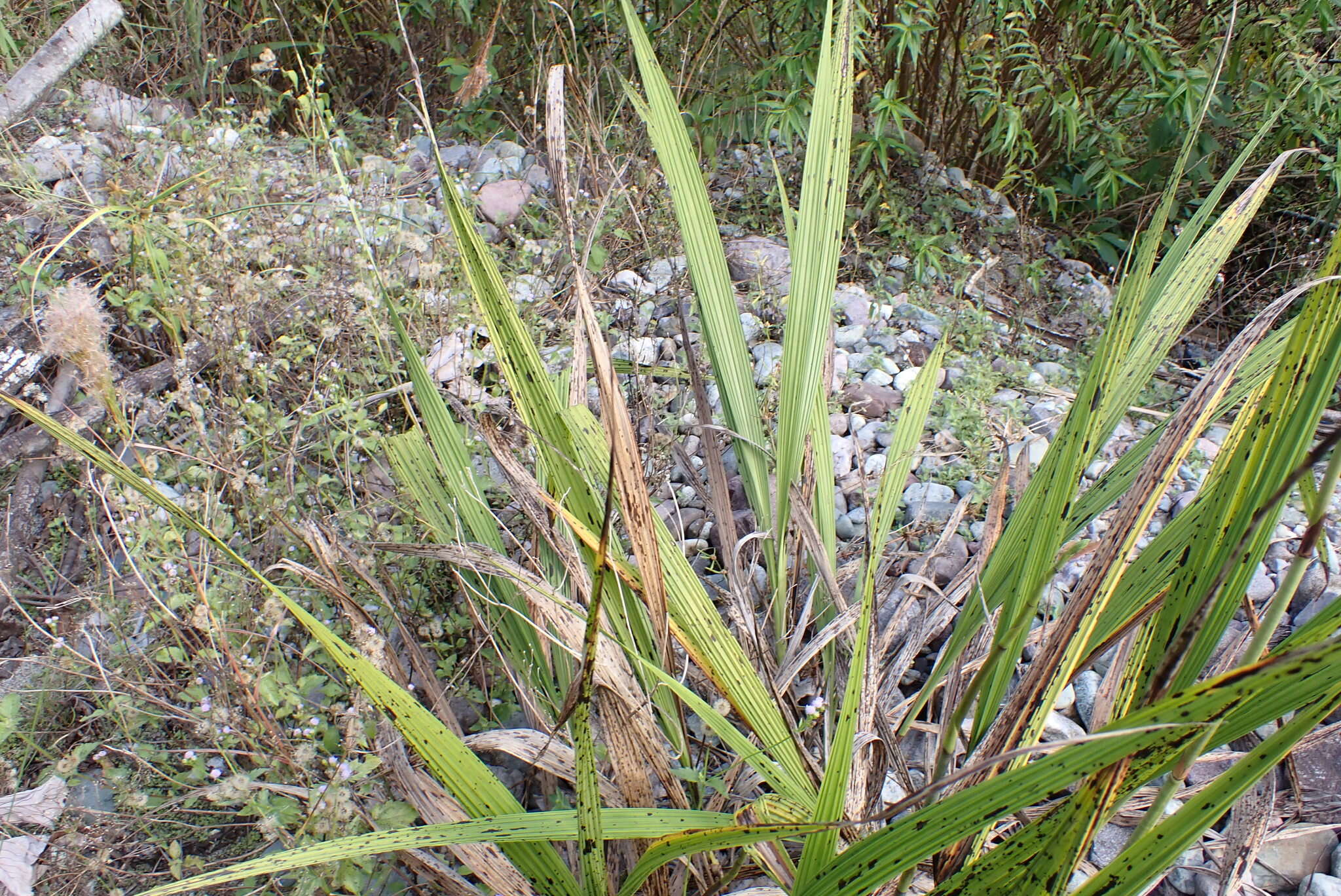 Image of Bletia catenulata Ruiz & Pav.