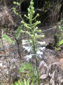 Image de Platanthera blephariglottis var. conspicua (Nash) Luer