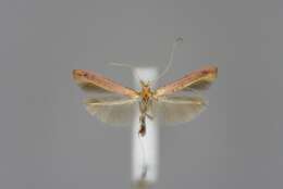 Sivun Caloptilia rufipennella (Hübner 1796) kuva