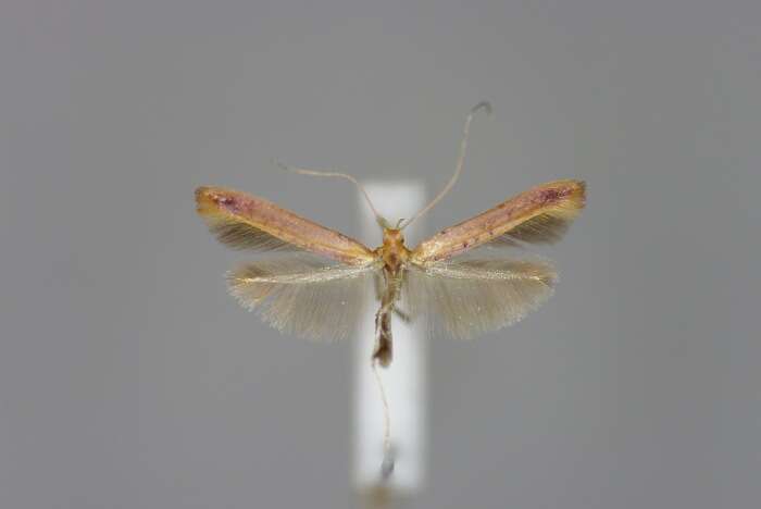 Image of Caloptilia rufipennella (Hübner 1796)