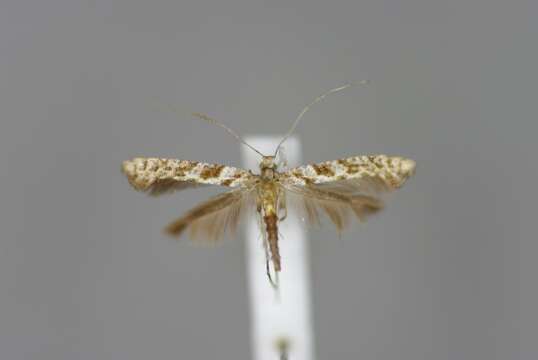 Image of Caloptilia cuculipennella (Hübner 1796)