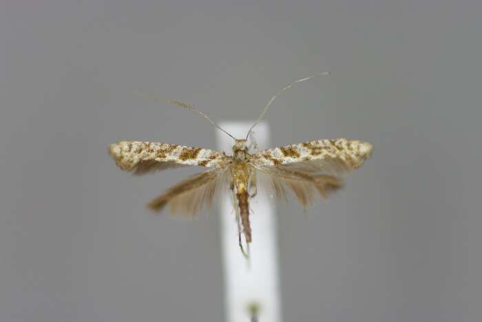 Image of Caloptilia cuculipennella (Hübner 1796)