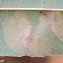 Image of Willow Leafblotch Miner