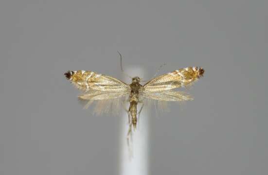 Image of Glyphipterix simpliciella Stephens 1834