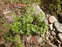 Imagem de Pulsatilla ajanensis Regel & Tiling