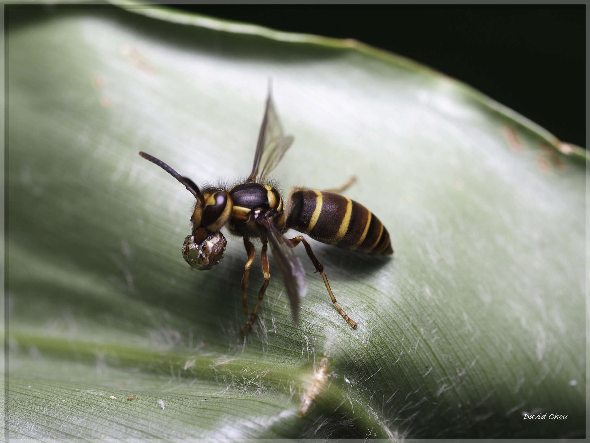 Image de Vespula arisana (Sonan 1929)