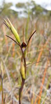 Image of Bird's-mouth orchid