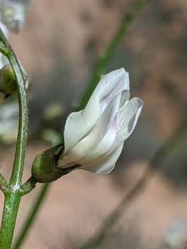 Image of thickpod milkvetch