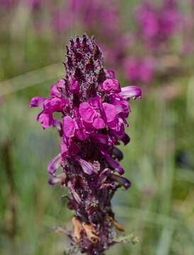 Image of Pedicularis moschata Maxim.