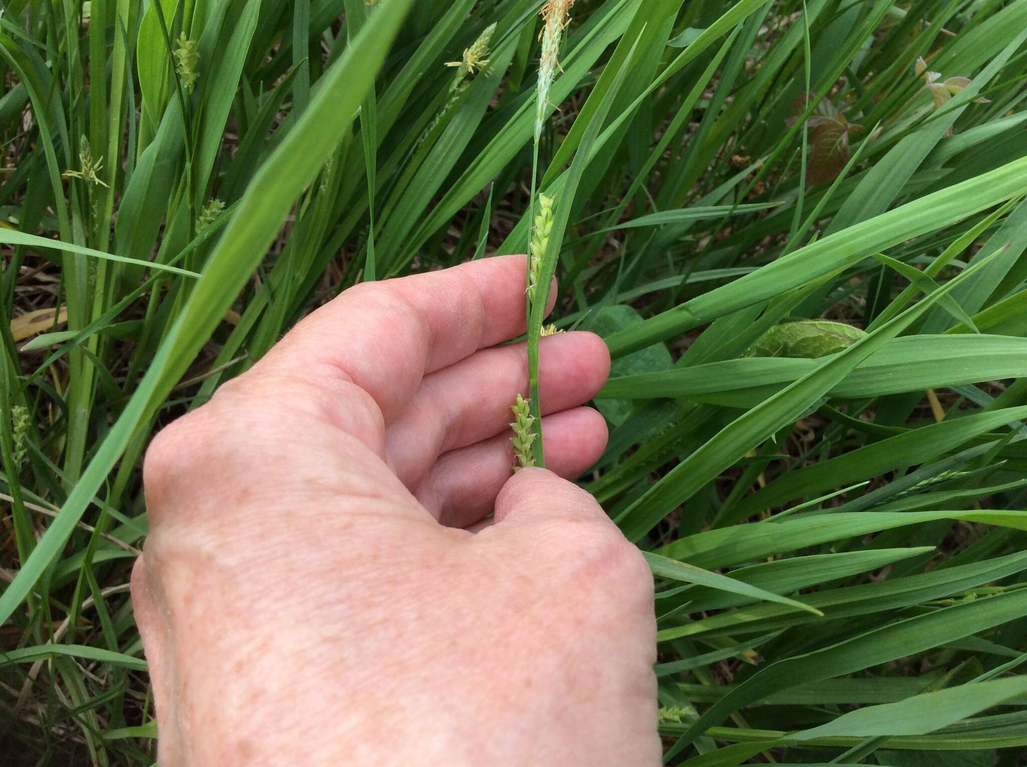 Image of eastern woodland sedge