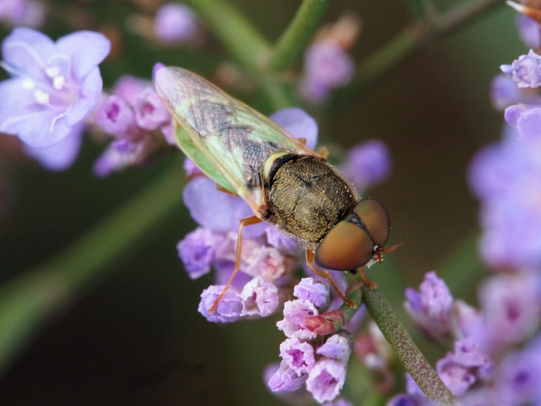 Imagem de Odontomyia angulata (Panzer 1798)