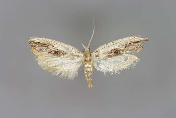 Image of Ypsolopha scabrella