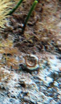 Image of Large polyp hard coral