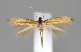 Image of Daisy Bent-wing