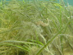 Image of Knobby Seahorse