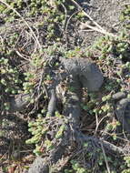 Image of Pimelea carnosa C. J. Burrows