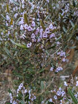 Image of Hovea tasmanica I. Thomps. & J. H. Ross