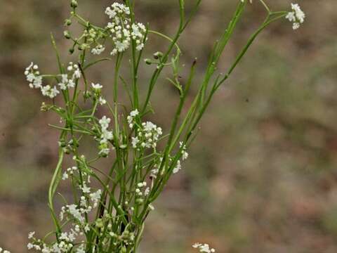 Imagem de Platysace heterophylla (Benth.) Norman