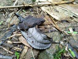 Image of Berdmore's Chorus Frog