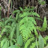 Image de Odontosoria biflora (Kaulf.) C. Chr.