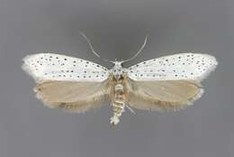 Imagem de Yponomeuta evonymella Linnaeus 1758