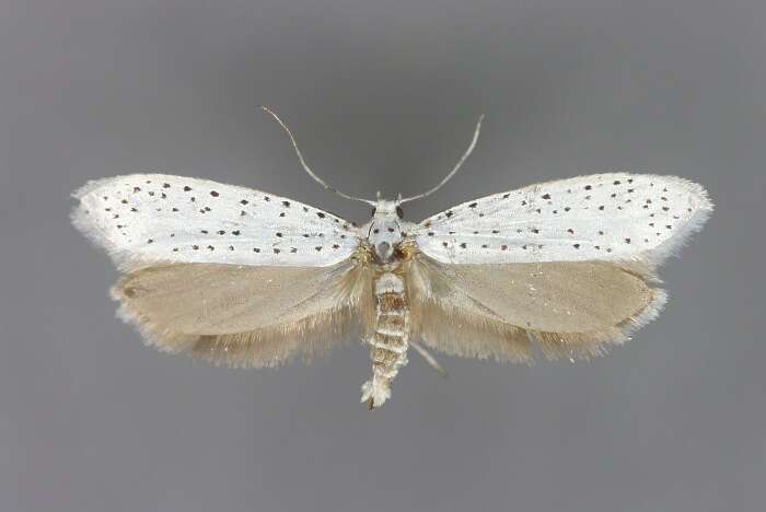 Imagem de Yponomeuta evonymella Linnaeus 1758