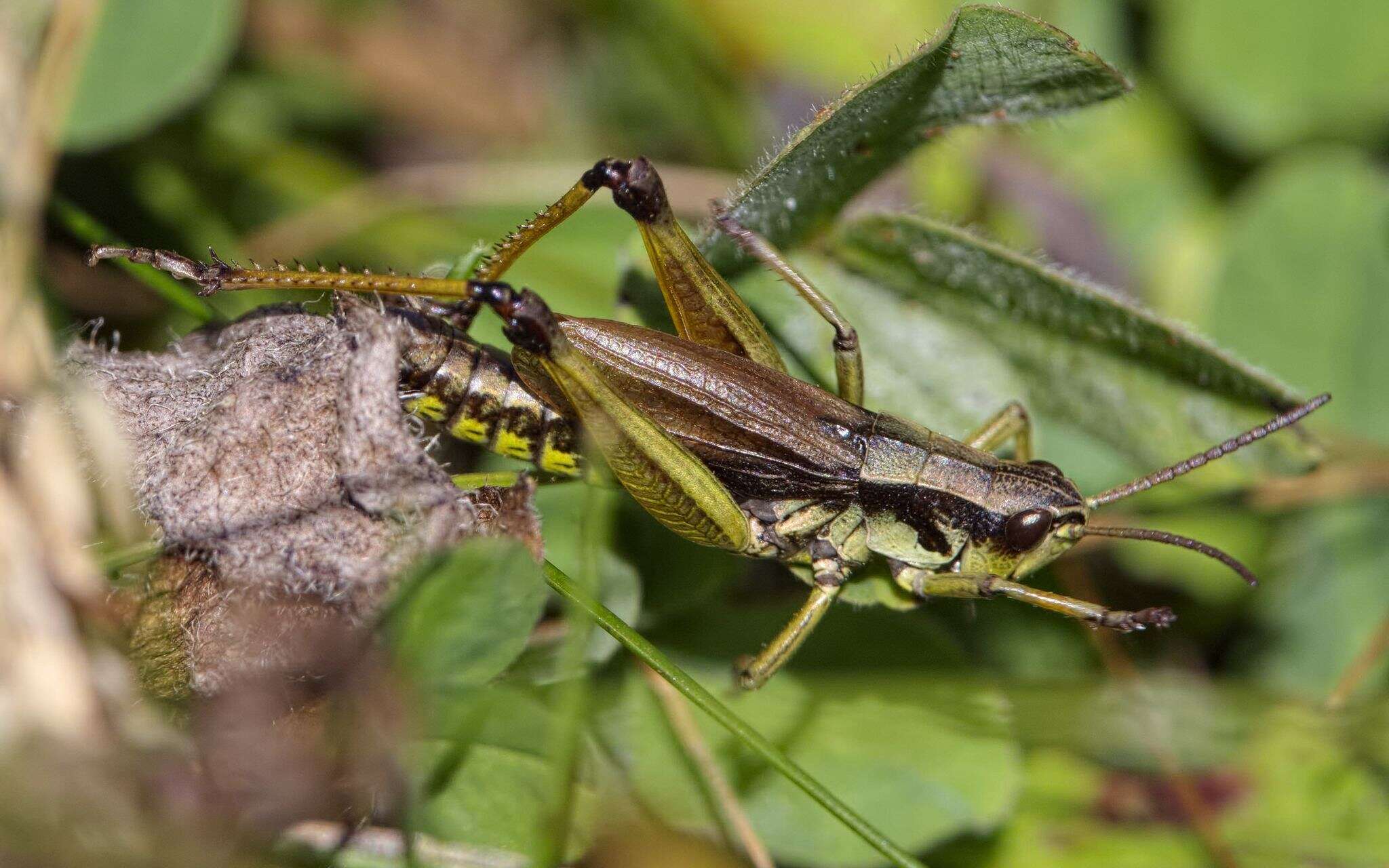 Podismopsis keisti (Nadig 1989)的圖片