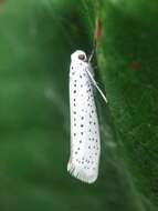 Imagem de Yponomeuta evonymella Linnaeus 1758