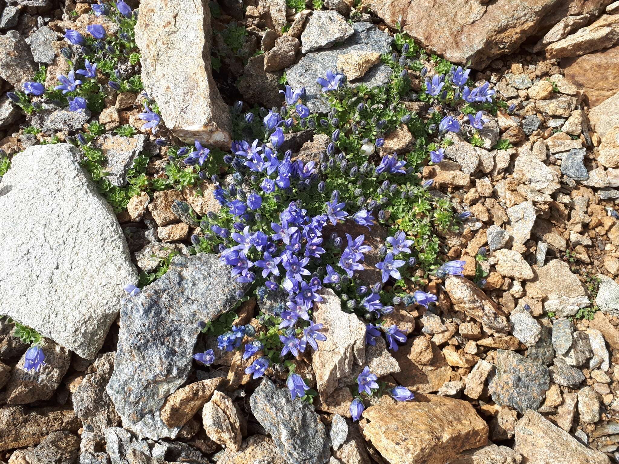 Image of Mount Cenis Bellflower