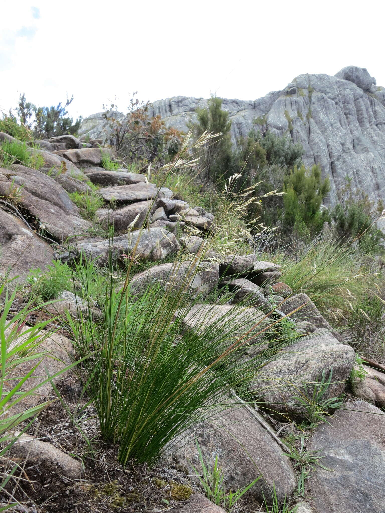 Plancia ëd Merxmuellera ambalavaoensis (A. Camus) Conert