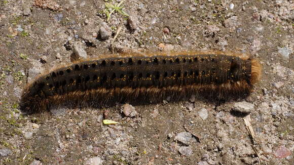 Слика од Euthrix potatoria Linnaeus 1758